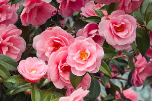 Camellia's in Australia