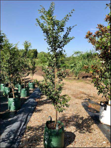 Ulmus Parvifolia 'Todd' - Plantworld