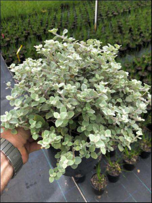 Helichrysum Petiolare 'Licorice Plant'
