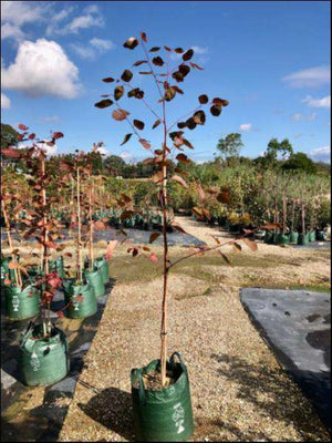 Eucalyptus Amplifolia