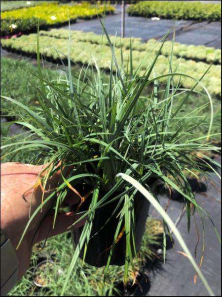 Carex Glauca 'Blue Cascade' - Plantworld